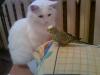 Попугай Яша хоть и побывал в пасти кота Белика, но его  не боится.