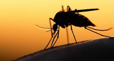 В Крыму высадились тучи комаров с Нибиру, зараженных вирусами смертельных заболеваний - уфологи