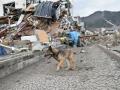 Суперверность по-японски: собака охраняет раненого друга (ВИДЕО)