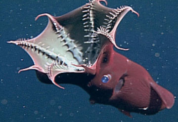 Vampyroteuthis Infernalis ( -)      