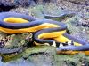 Ученые утверждают, что яд морских змей — один из самых сильных в мире. При этом яд каждой змеи каждого вида имеет свою собственную химическую формулу, и противостоять смертельной отраве может лишь специально смоделированная молекула.