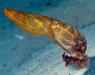 Голубокольчатый осьминог своим ядом способен убить одновременно 10 человек.