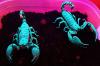 Почему скорпионыв темноте светятся ультрафиолетом — доподлинно никому неизвестно. При этом каждый год тысячи людей наступают на них в темноте. Многие из них гибнут.