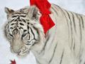 Звериное Рождество: животные получают подарки (ФОТО)