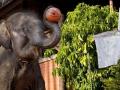 В Таиланде слоны "ударились" в баскетбол (ФОТО)