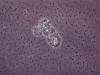 Bacillus licheniformis
