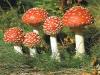 Мухоморы настолько известны, что их никто не  станет собирать. Беда, что и съедобными грибами отравляются.