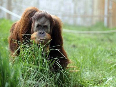 В Малайзии орангутанга лечат от пристрастия к сигаретам