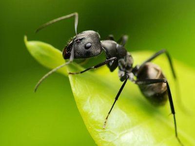 Верните муравья в "список друзей"!