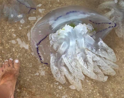 Нашествие медуз на Азове: эксперты пояснили, стоит ли бояться. ВИДЕО 