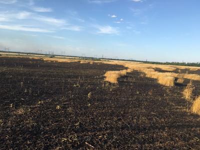 На Донетчине в результате обстрелов сгорело 150 га пшеницы