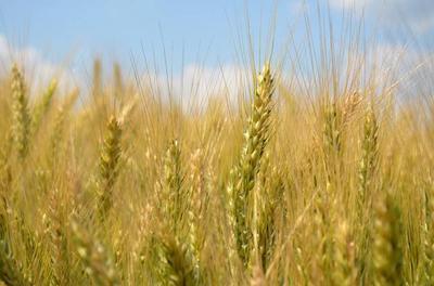 Minderoo Foundation долучається до Стратегії ФАО щодо підтримки зберігання зерна