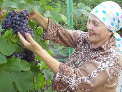 Людмилу Пашковскую пленил этот неприхотливый и стойкий сорт винограда.
