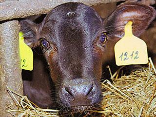 Более 130 голов крупного рогатого скота заболели лейкозом