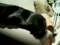 Детёныш морского котика забрался в жилой дом. И заснул на диване (ВИДЕО)