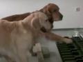Два пса-пианиста покорили YouTube (ВИДЕО)